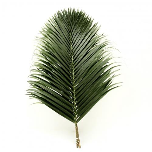 3 FEET ARECA PALM